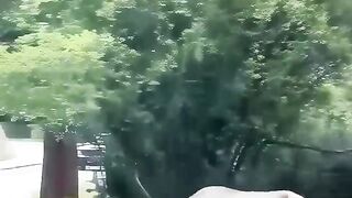 Human Rescue For Animal 3