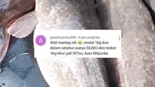 Produksi 50 TON ikan lele itu bukan perkara MUDAH