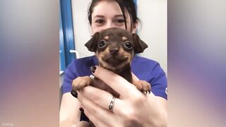 Funniest  Cutest PUPPIES Ever  Funny Animal Videos 2025