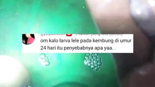 Penyebab Larva lele KEMBUNG umur 24 hari