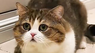 The mistaken cat