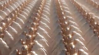 Angel army ready to Fight