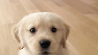 Looking at him barking so cute