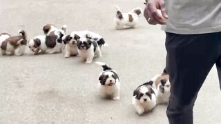 Shitzu puppy
