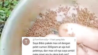 Apakah pelet TENGGELAM bisa dibibis dengan Maxoil