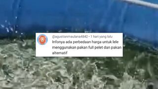 Lele makan PELET vs LELE makan pakan ALTERNATIF Apakah ada perbedaan harga