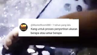 Kapan, Umur berapa, Ukuran berapa, Ikan lele Di SORTIR