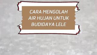 Air HUJAN untuk budidaya LELEBISA, Begini caranya