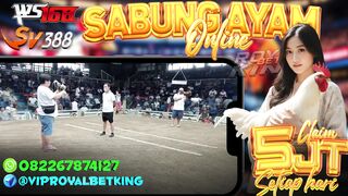 SABUNG AYAM ONLINE ROYALBETKING