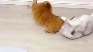 Funny cats
