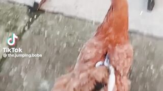 floptok stan twitter compilation