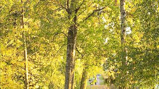 Música relaxante- Acalmar a mente e relaxar- Fragmentos 52