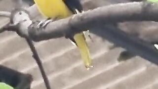Beautiful Birds