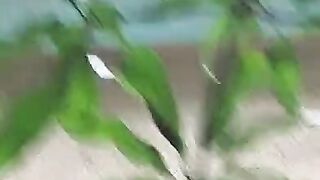 Beautiful Nature