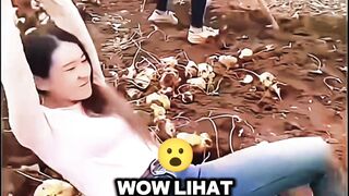 Tawa bahagia hasil panen yang melimpah