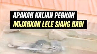 Apakah kalian pernah MIJAHKAN lele siang hariBagaimana hasilnya