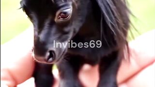 Worlds smallest horse ever