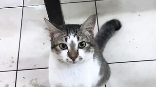semua orang jahat, kecuali kucing