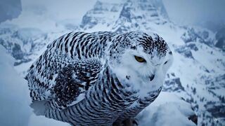 Snowy Owl Rescue from Marrowrot