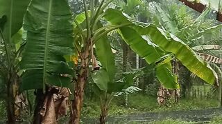 Rain in the morning