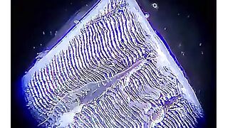 Portable Optical Microscope
