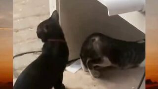 kucing betinanya  ayo mulai  yng jantanya jirr gw di paksa