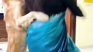 Dog Dance