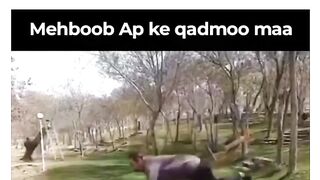 funny video