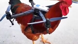 funny video