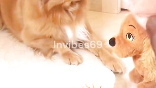 Funny dog