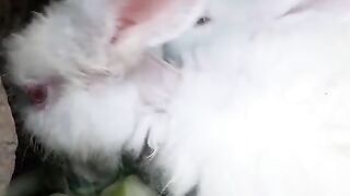 Rabbit farming