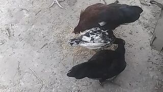 Aseel chicks