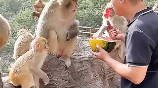 FUNNY MONKEY