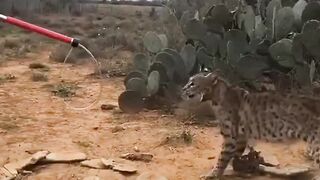 rescue