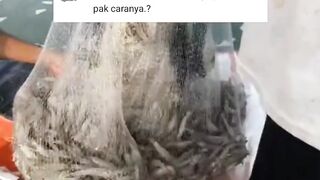 Proses Ganti Kulit UDANG (Molting)