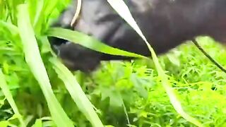আপনও হসত বদয funnyvideos foryoupage