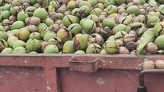 БРАНЕ НА ОРЕХИ В ТВЪРДИЦА МОЛДОВА