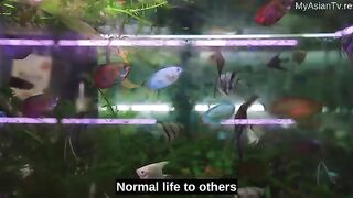 My Secret Vampire Ep 1 Eng Sub Korean Bl