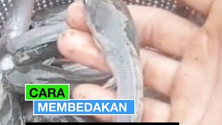 Cara membedakan Bibit lele TUA atau MUDA