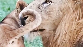 LION AFRICANS