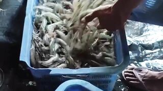 Kabar Gembira bagi petambak UDANG dan LOBSTER air tawar
