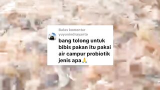 Pemberian pakan lele cukup 2 kali sehariAsalkan.?