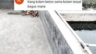 Kolam TERPAL vs Kolam BETON Bagus manaTulis pendapat kalian