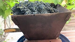 СЕЗОНЪТ НА ВИНОТО В БЕСАРАБИЯ Е ОТКРИТ