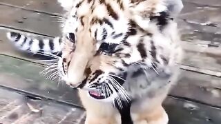 Litle tiger