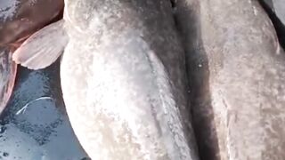 Cara cek kematangan GONAD induk lele