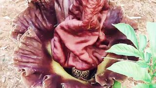 Bunga apa ini aroma nya tidak sedap