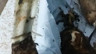 Amaryllis Lily Flower Bulbs (Multicolour, Pack of 5 ) SK NEON