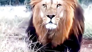 lion stalking baby leopard 3