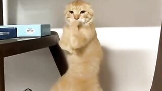 Cat Caught Red-Handed Knocking Everything Over